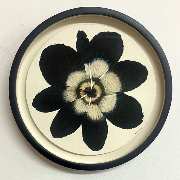 Stephen Doherty, Dark Anemone 13