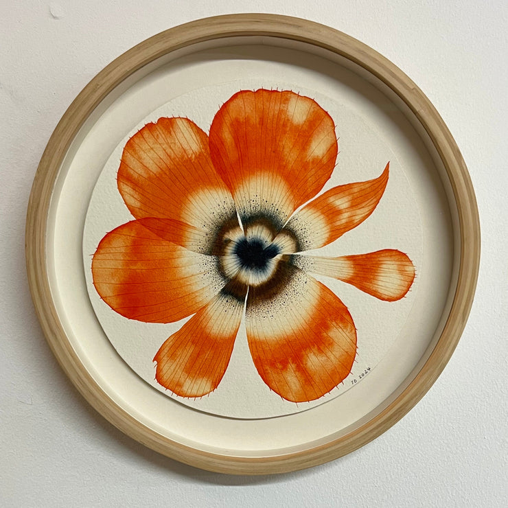 Stephen Doherty, Orange Bloom 11