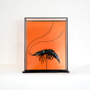 Harriet Horton, Large Taxidermy Prawn