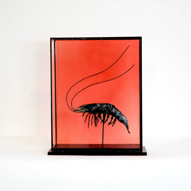 Harriet Horton, Large Taxidermy Prawn