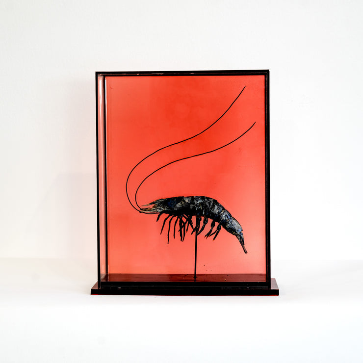 Harriet Horton, Large Taxidermy Prawn