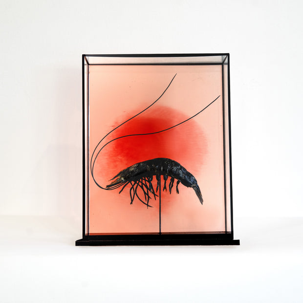 Harriet Horton, Large Taxidermy Prawn