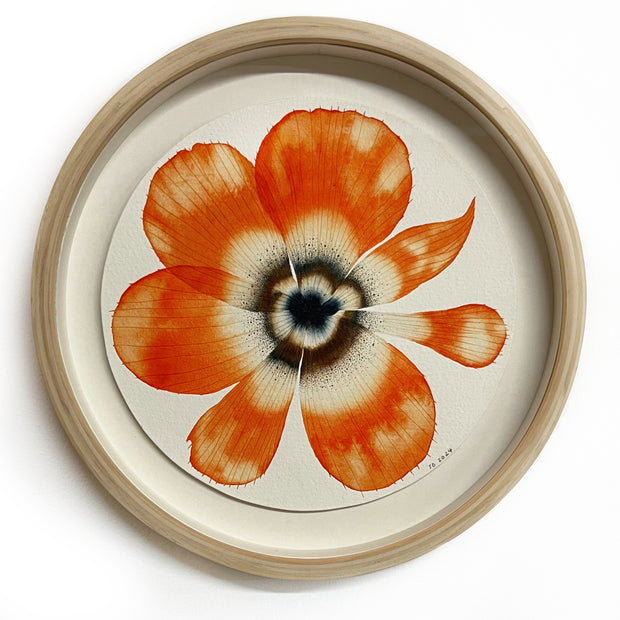 Stephen Doherty, Orange Bloom 11