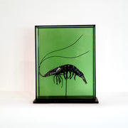 Harriet Horton, Large Taxidermy Prawn