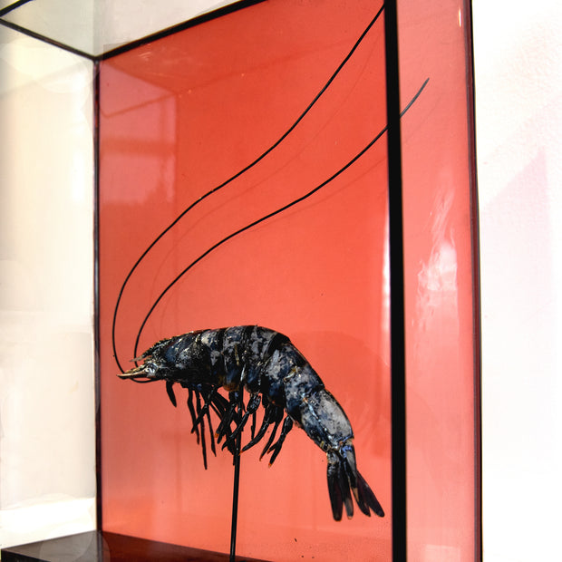 Harriet Horton, Large Taxidermy Prawn