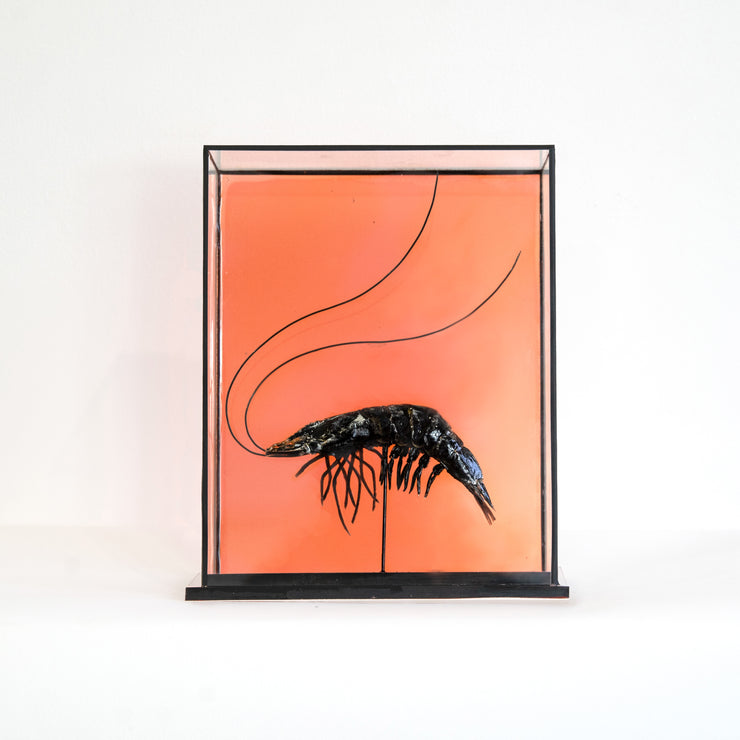 Harriet Horton, Large Taxidermy Prawn